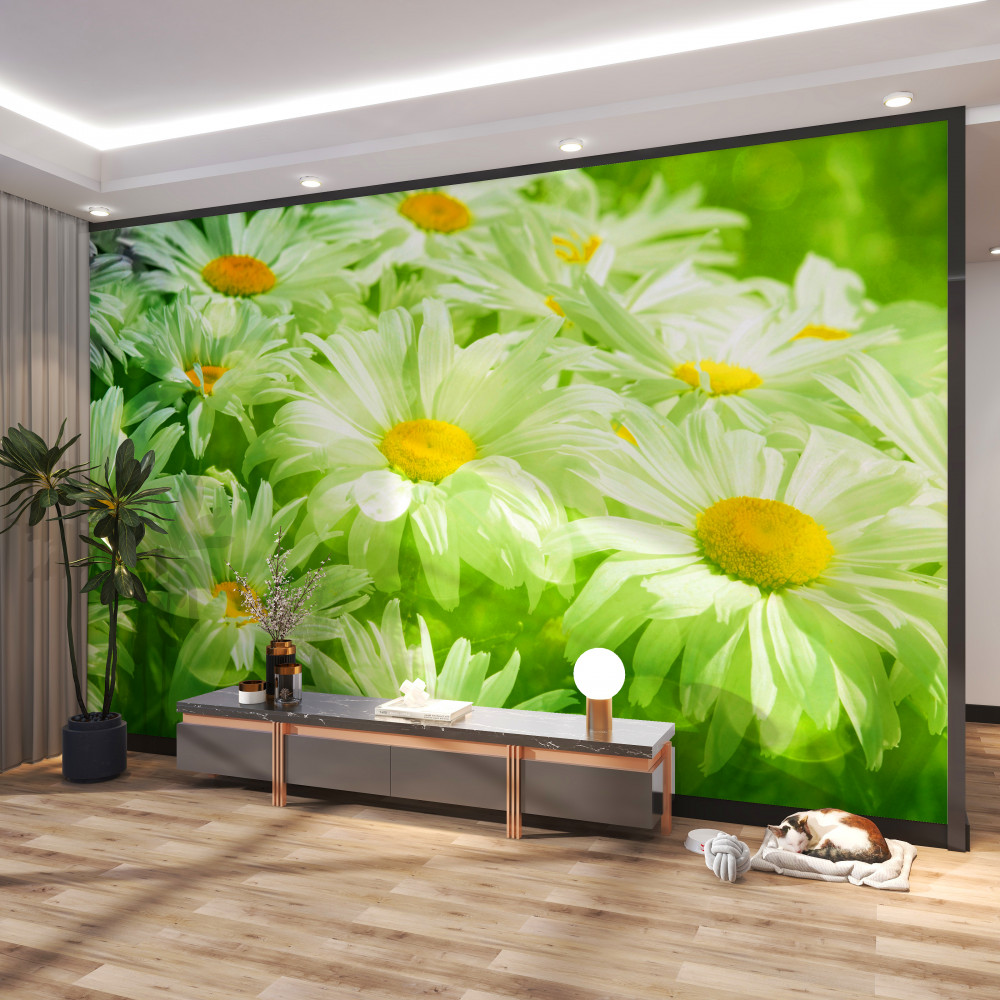 Fototapeta delikatne stokrotki w trawie