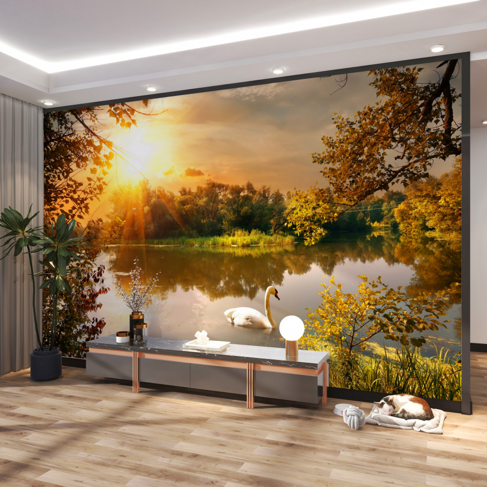 Fototapeta promienie słońca nad jeziorem z łabędziem