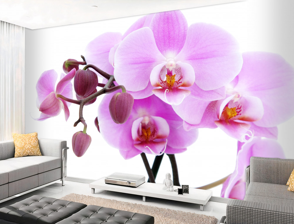 Fototapeta liliowe orchidee z pąkami