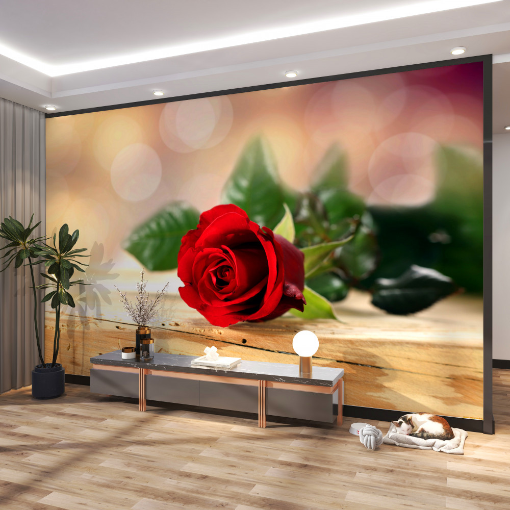 Fototapeta delikatna szkarłatna róża samotna