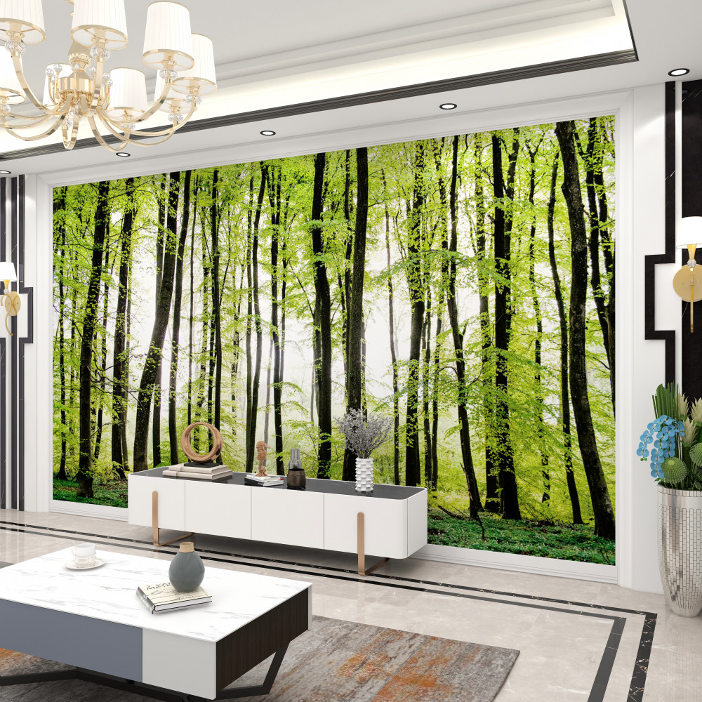 Fototapeta cienkie słupy drzew o świcie