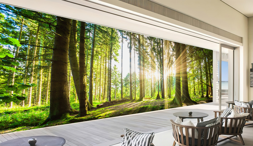 Fototapeta promienie słońca wśród smukłych drzew