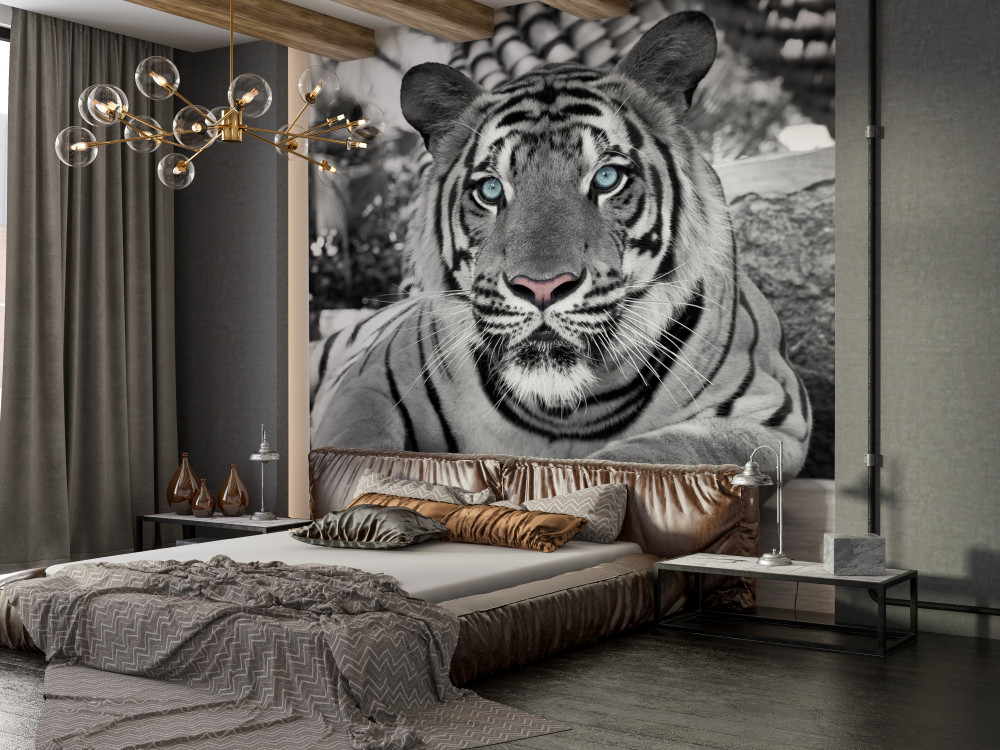 Fototapeta śliczny czarno-biały niebieskooki tygrys