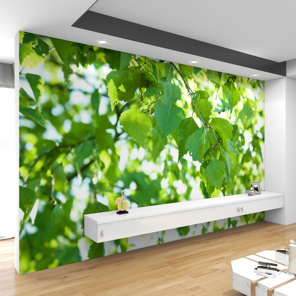 Fototapeta zielone liście brzozy na tle błękitnego nieba