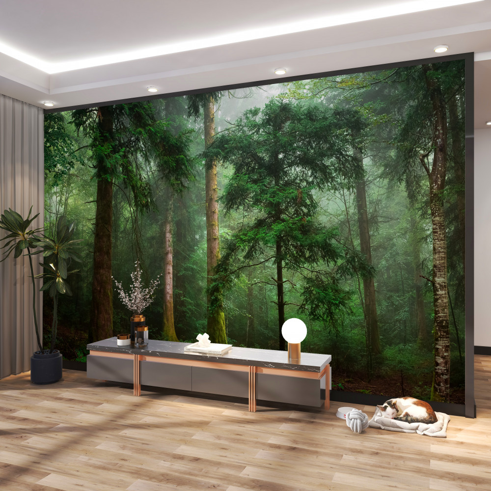 Fototapeta gęsta mgła w starym lesie iglastym