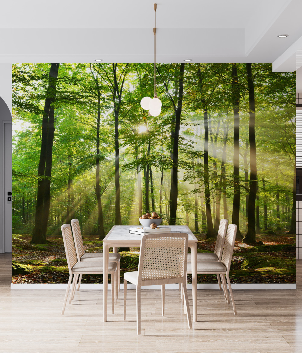 Fototapeta promienie słońca przecinają smukły las