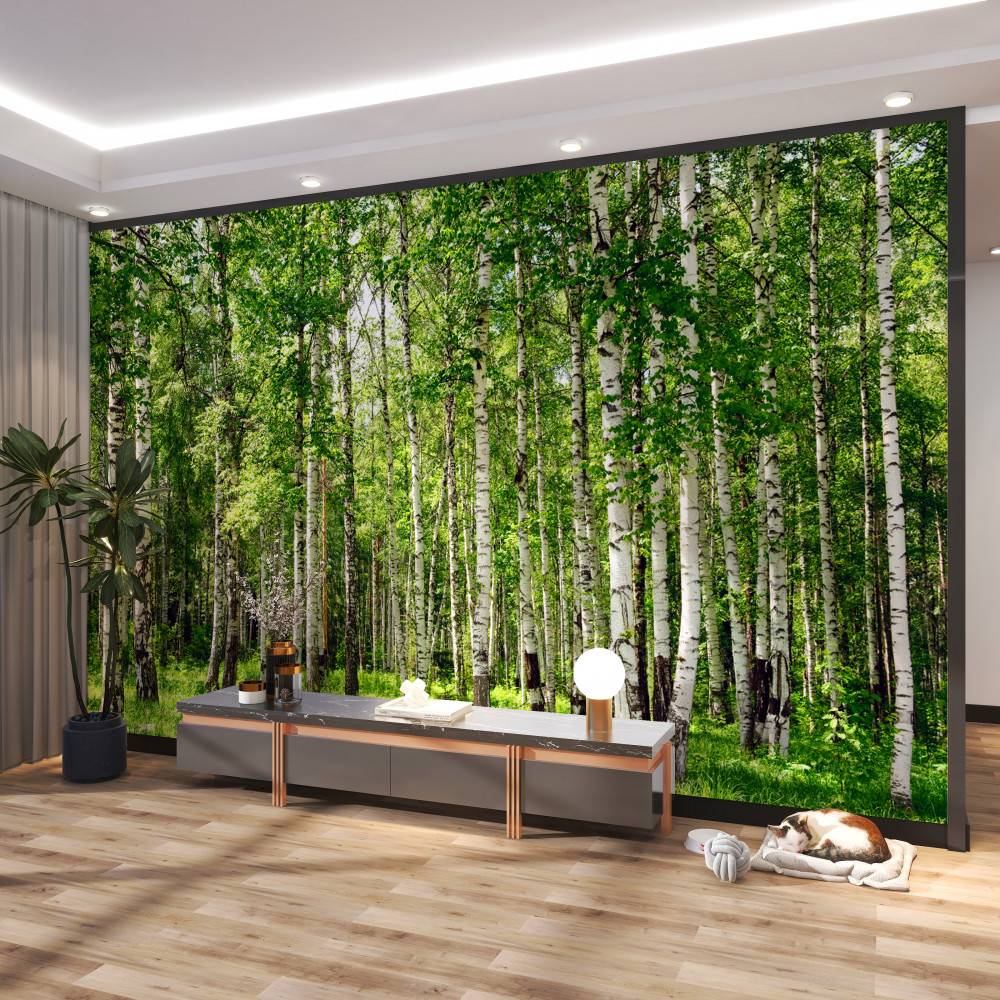 Fototapeta gaj brzozowy