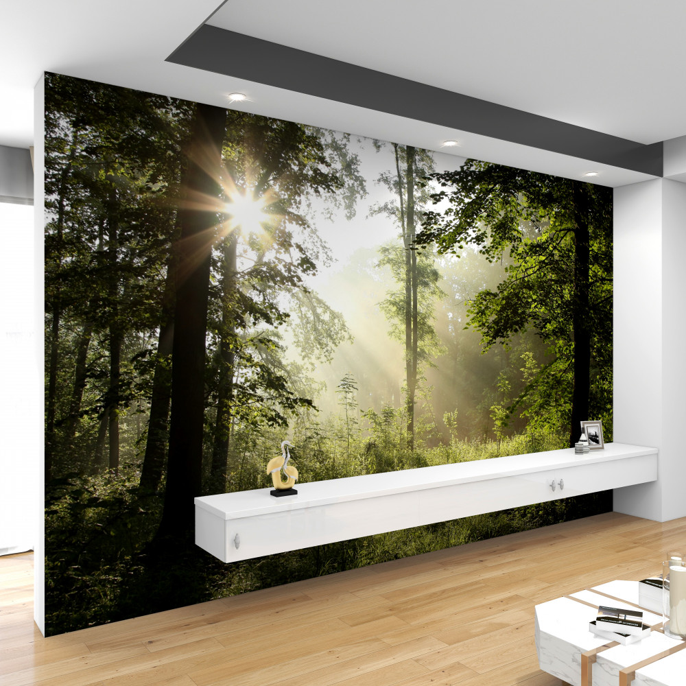 Fototapeta promienie słoneczne ogrzewają drzewa, które ostygły przez noc