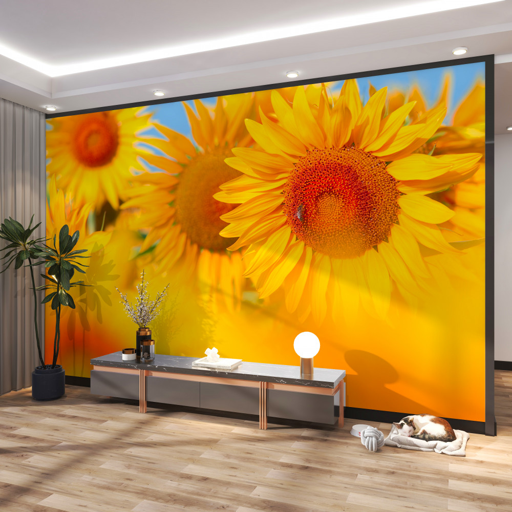 Fototapeta słoneczny słonecznik