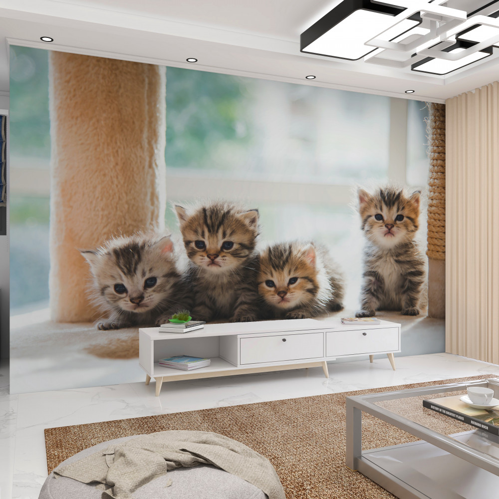 Fototapeta kocięta patrzą na matkę