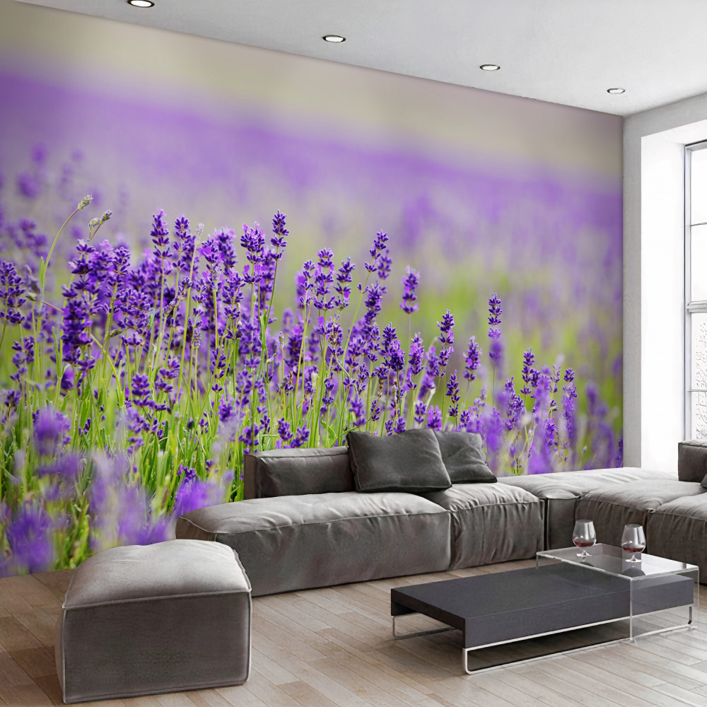 Fototapeta lawendowe łąki