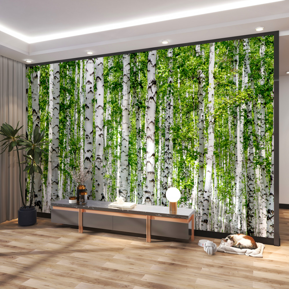 Fototapeta jasnozielone liście smukłych brzoz