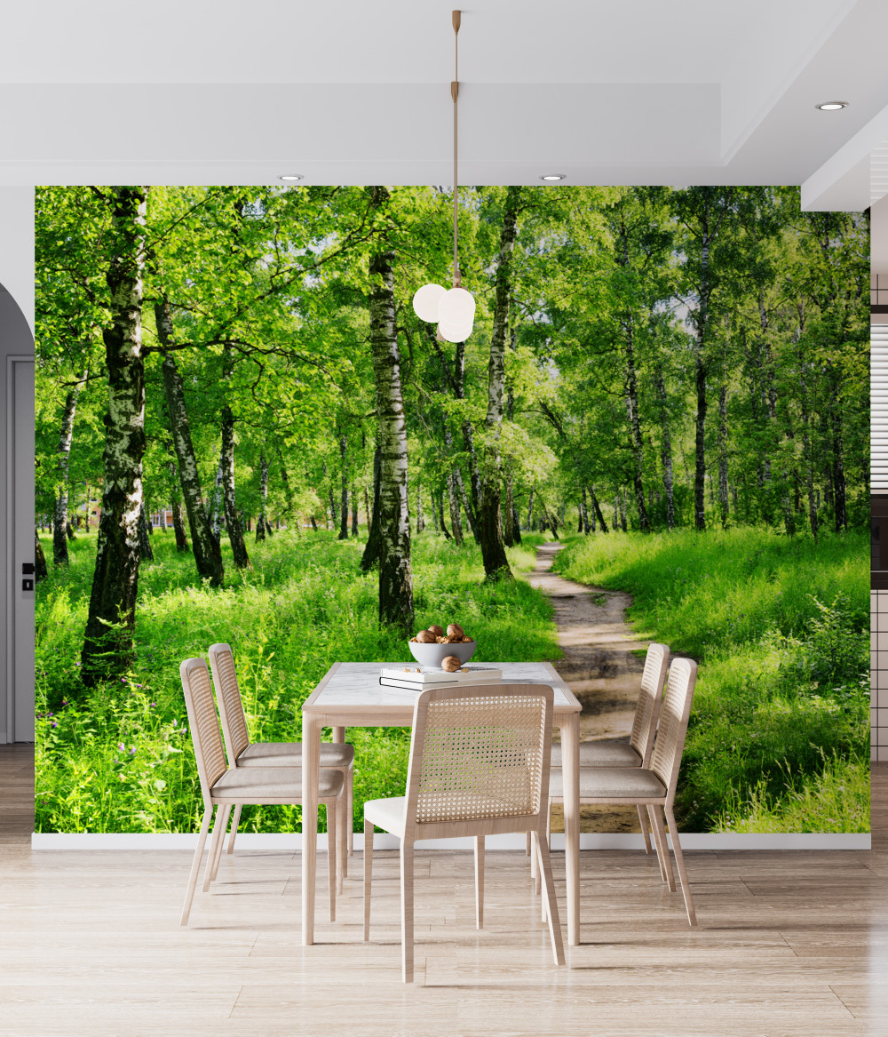 Fototapeta ścieżka przez gaj brzozowy