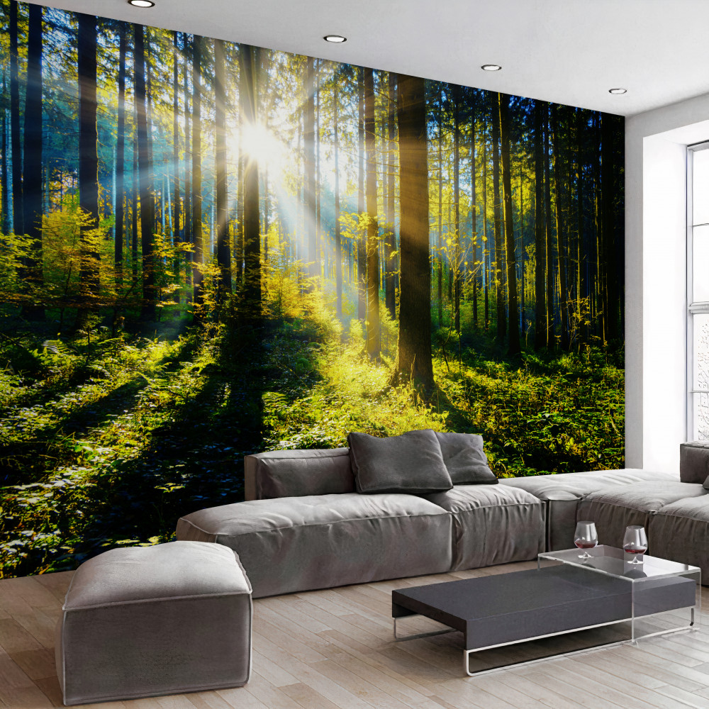 Fototapeta jasne słońce ogrzewa ciemny las