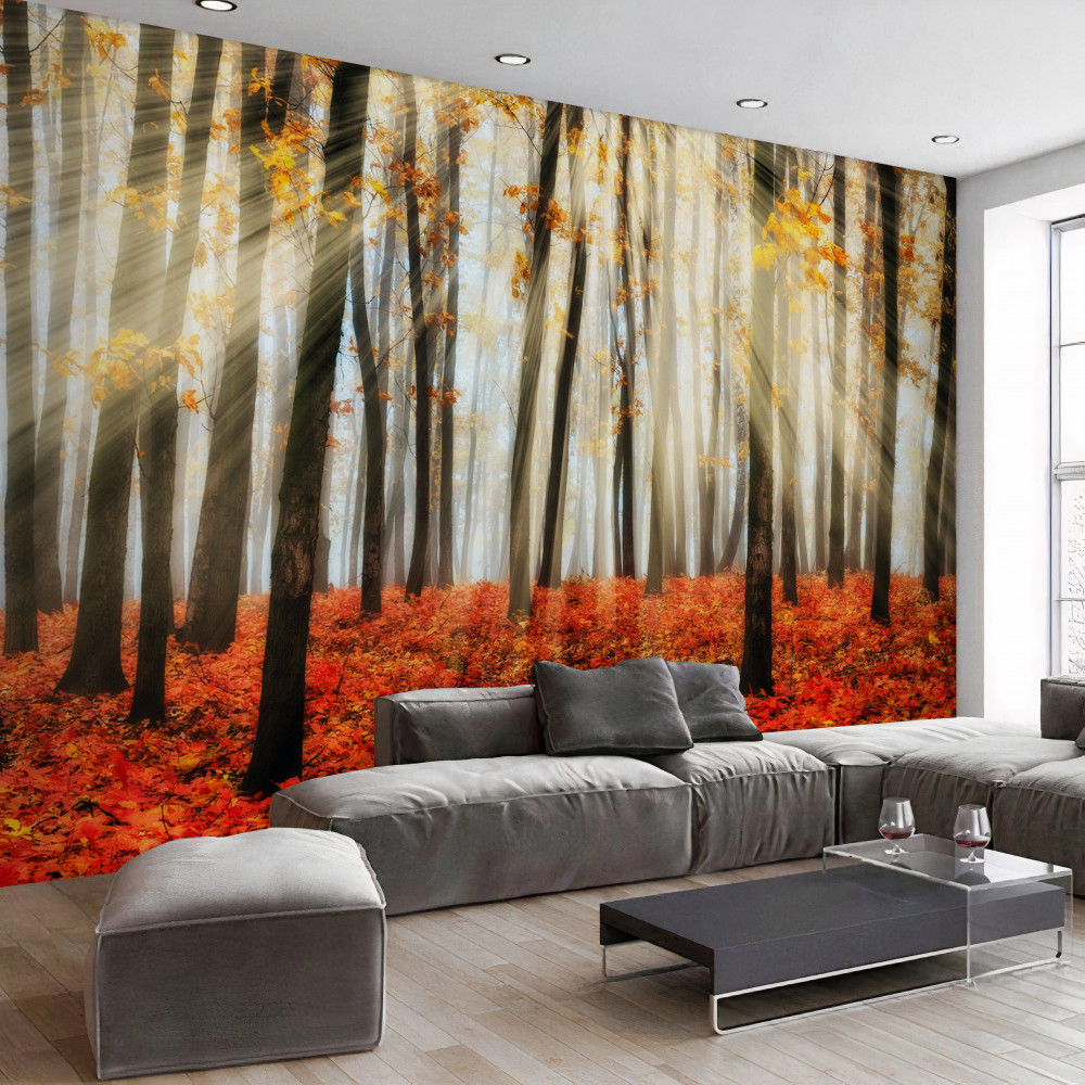 Fototapeta promienie słońca i smukłe, powalone drzewa jesieni