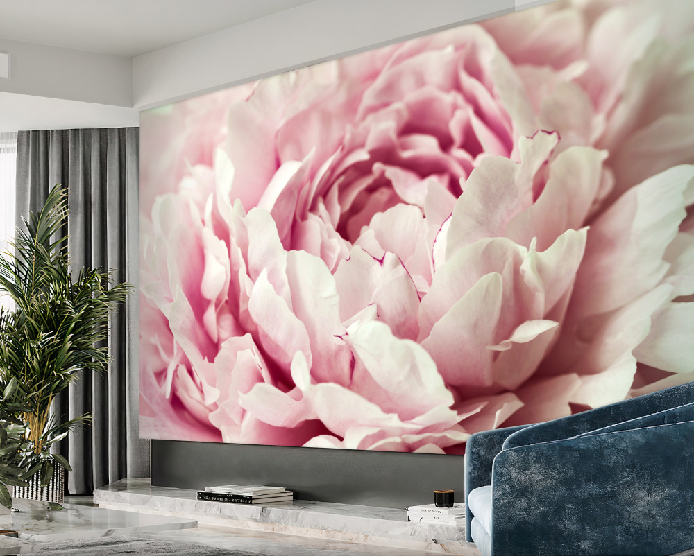 Fototapeta delikatne płatki pączka róży