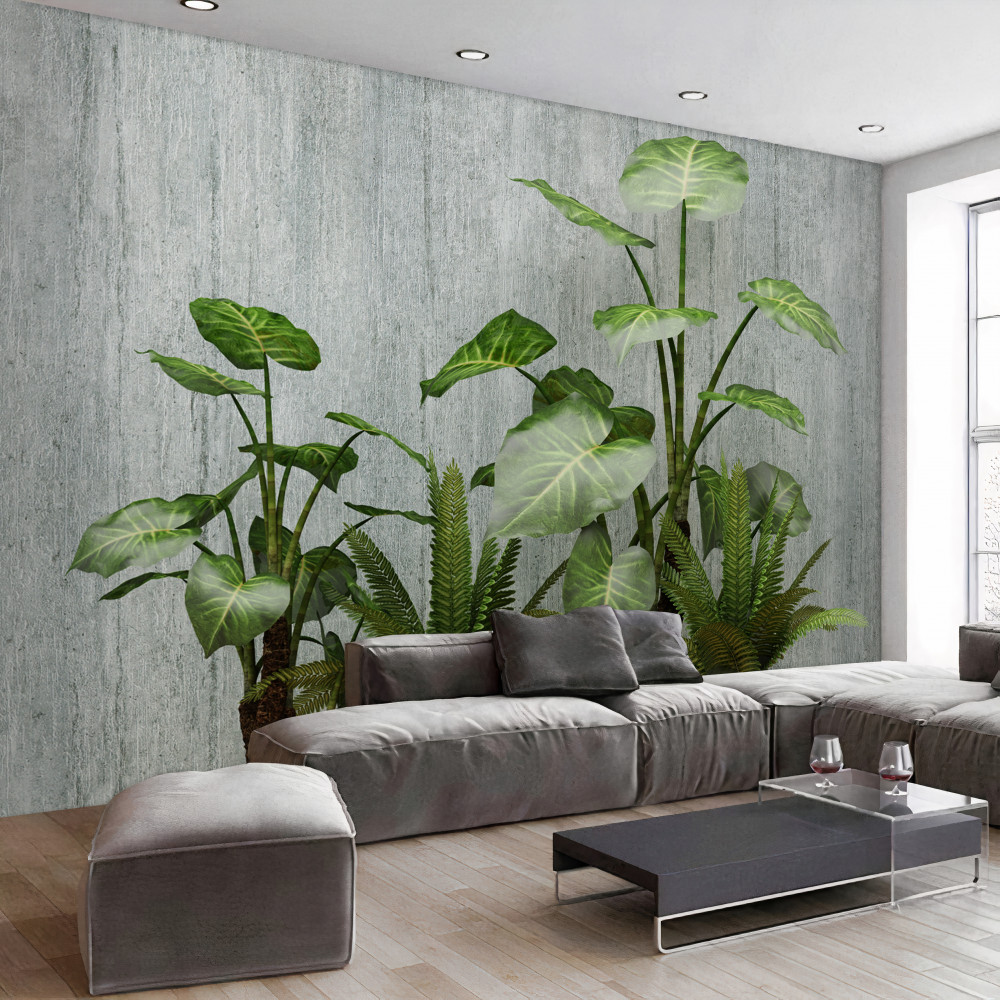 Fototapeta duży krzew monstera na szarym tle