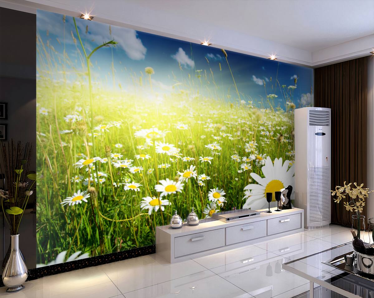 Fototapeta pole stokrotek o świcie