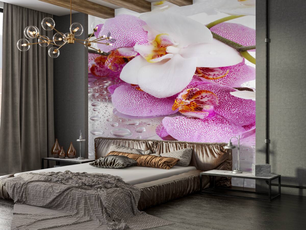 Fototapeta delikatne białe i różowe kwiaty orchidei