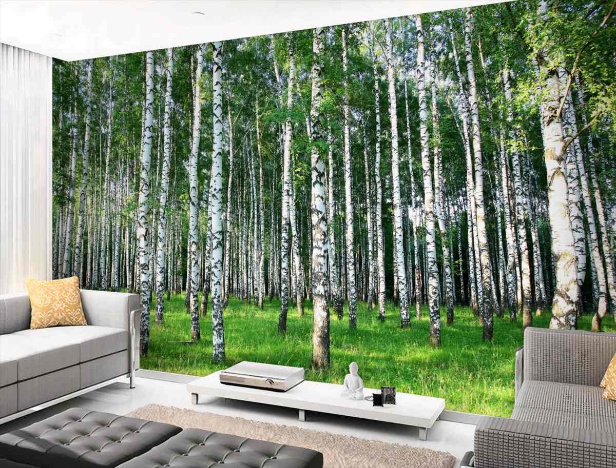 Fototapeta smukła letnia brzoza