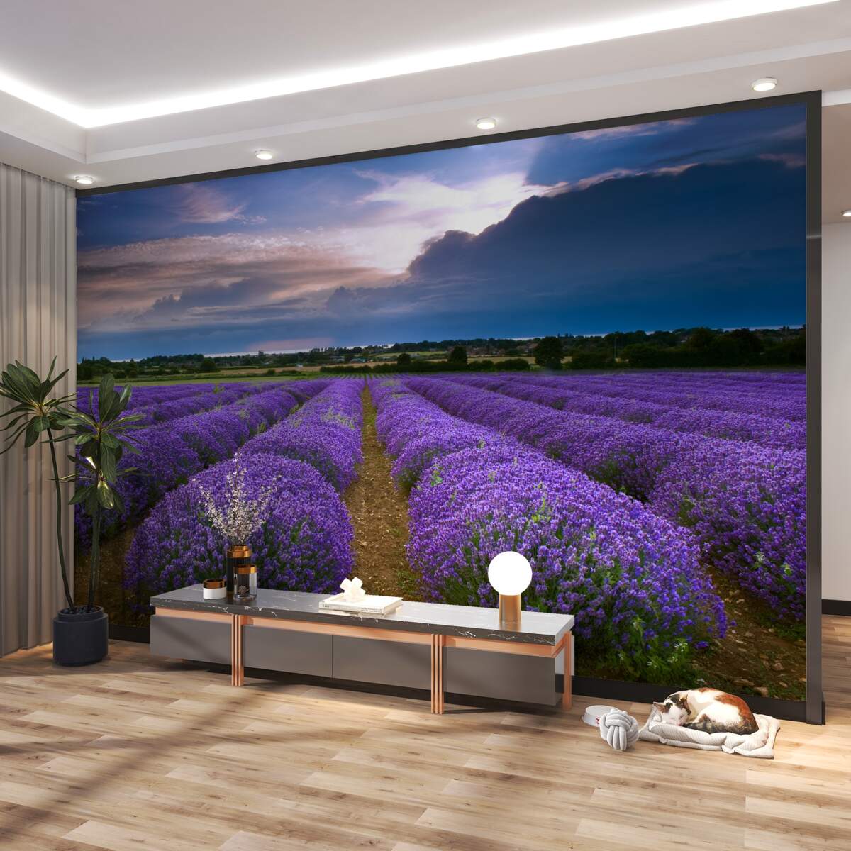 Fototapeta pachnące krzewy lawendy na polu