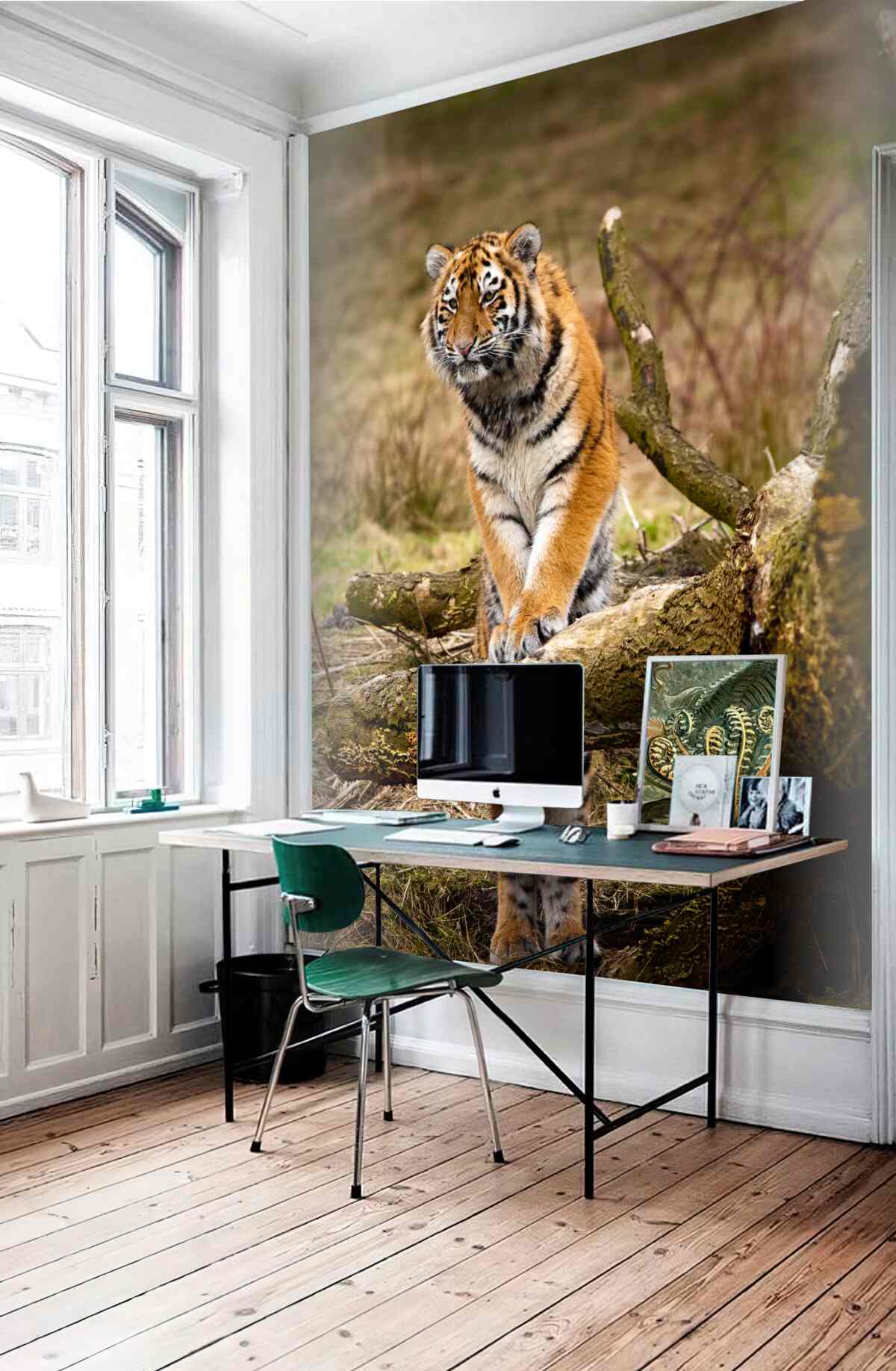 Fototapeta tygrys na gałęzi szukający ofiary