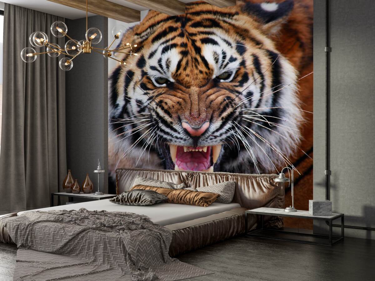 Fototapeta wściekły dorosły tygrys warczy