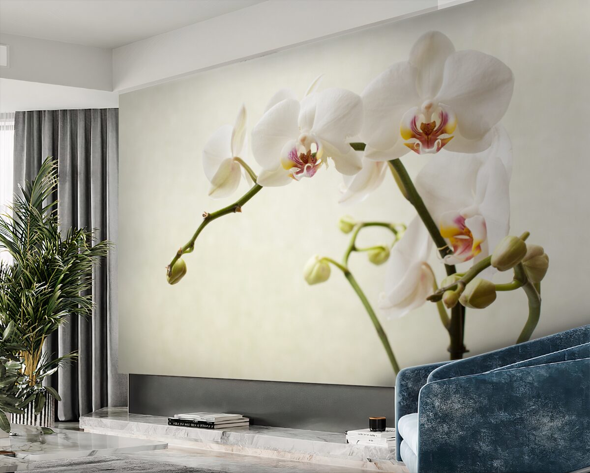 Fototapeta białe gałązki orchidei na jasnym tle