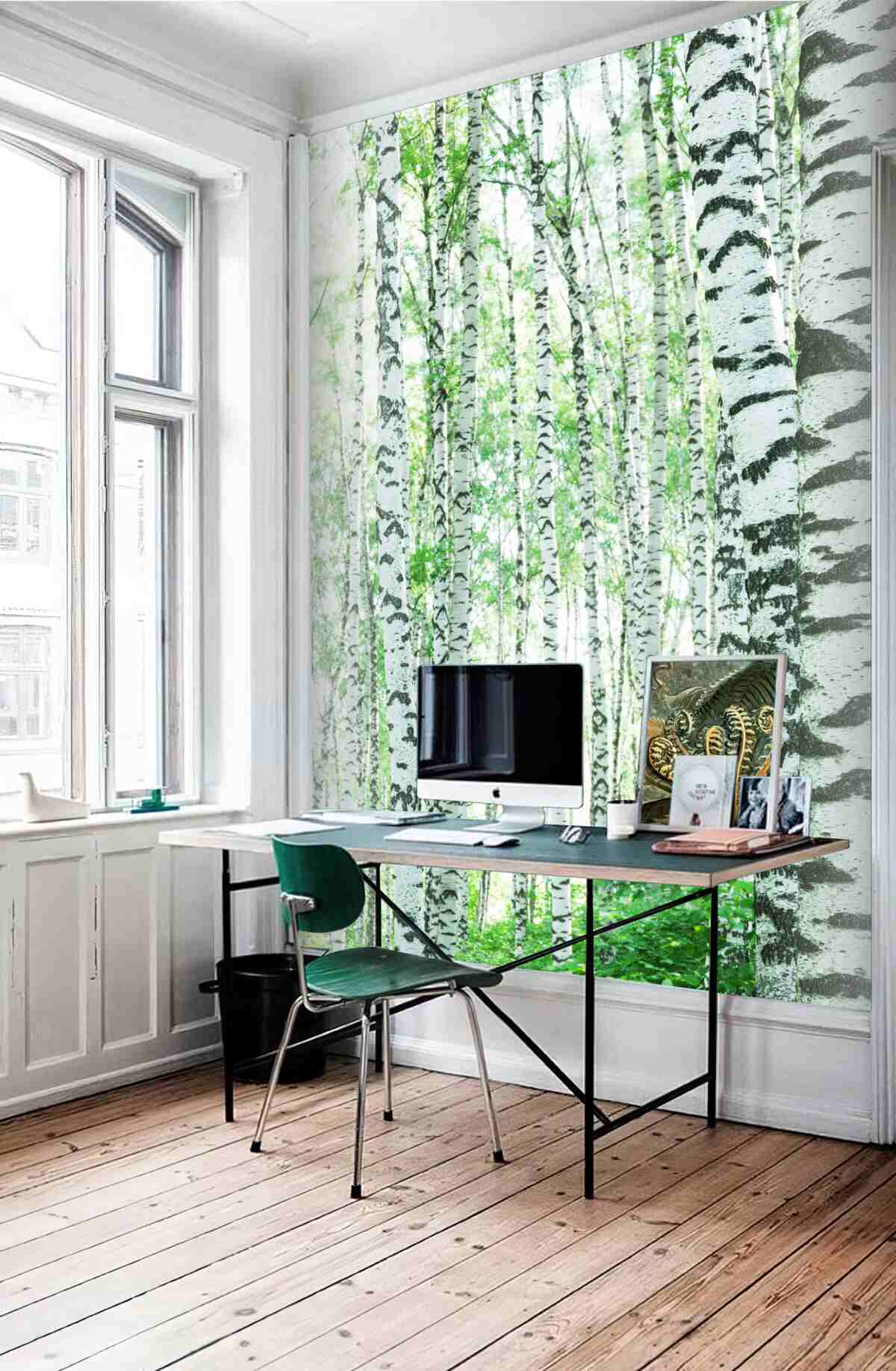 Fototapeta jasna brzoza