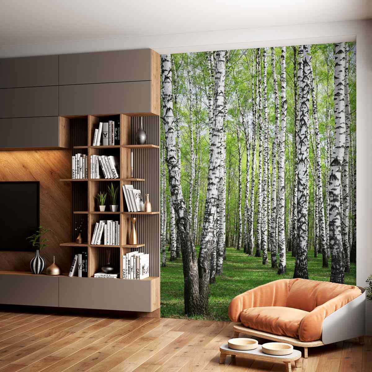 Fototapeta piękny las brzozowy