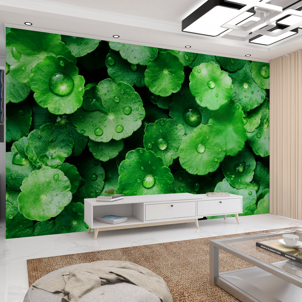 Fototapeta świeże zielone liście w kroplach wody