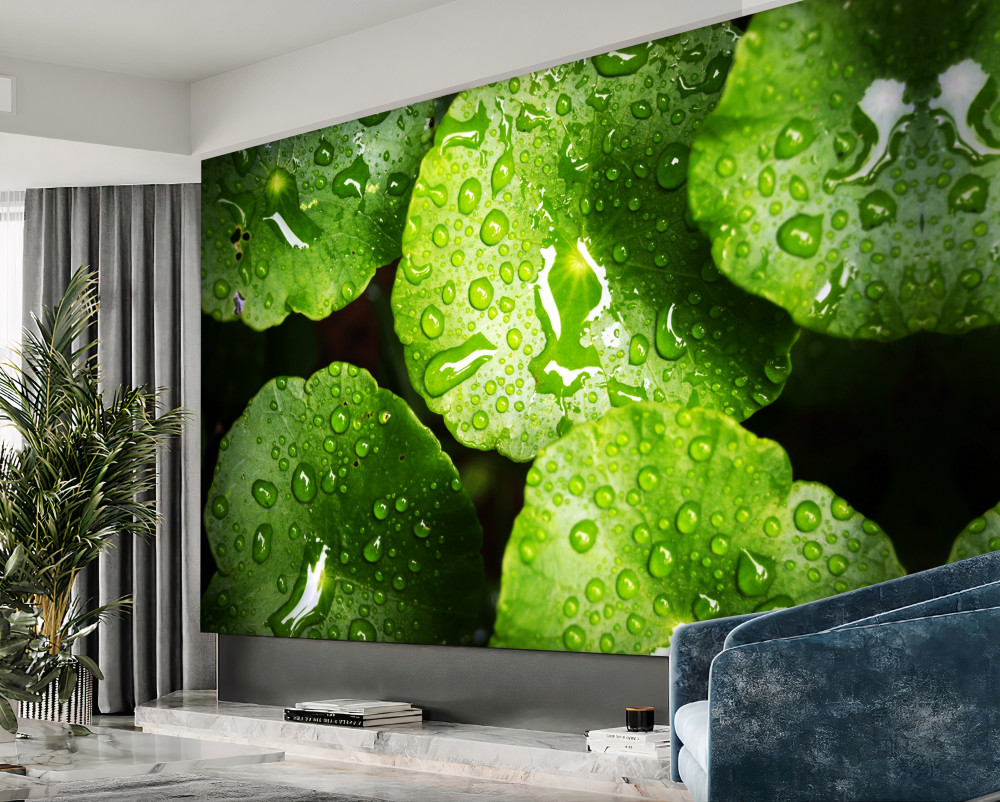 Fototapeta zielone liście po kropli deszczu