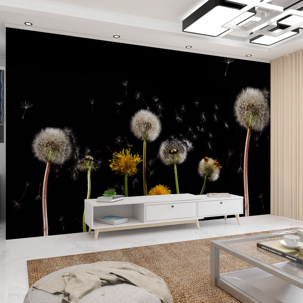 Fototapeta czasy życia mniszka lekarskiego