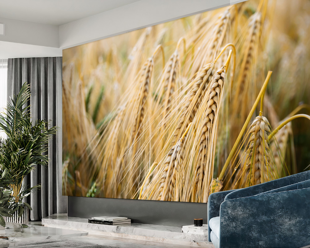 Fototapeta kłosy pszenicy dojrzałe na polu