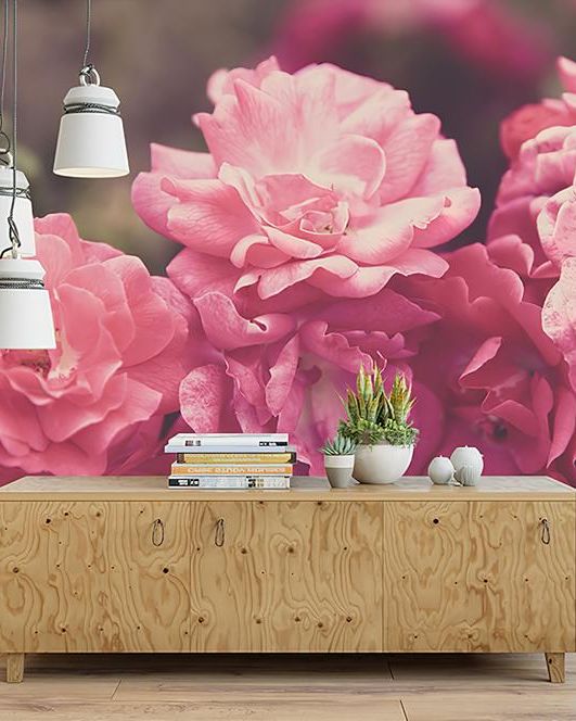 Fototapeta peonie różowe