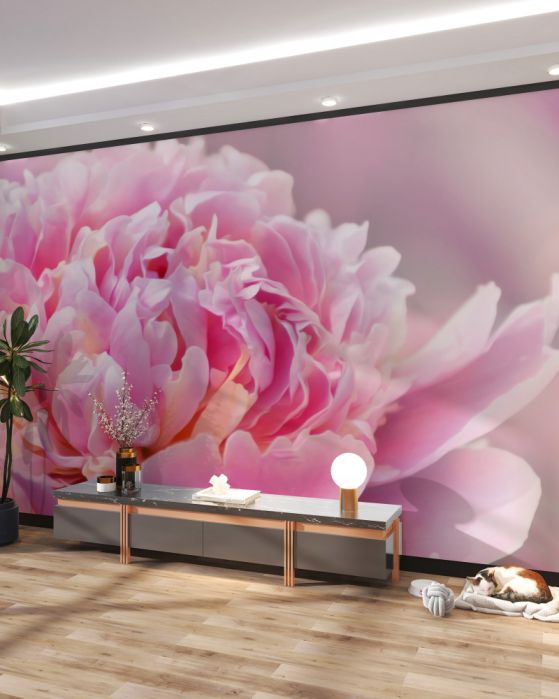 Fototapeta zbliżenie piwonii lactiflora