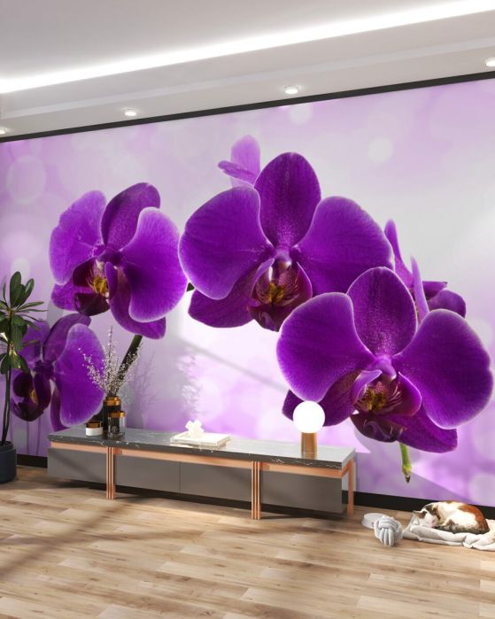Fototapeta Ciemnofioletowa orchidea