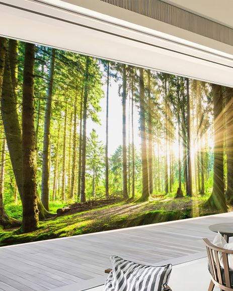 Fototapeta promienie słońca wśród smukłych drzew