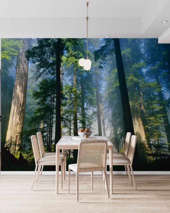 Fototapeta lekka mgła wśród smukłych drzew w lesie