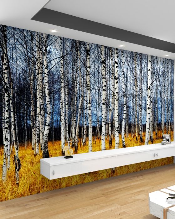 Fototapeta żółta trawa i opadłe brzozy w lesie