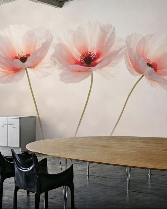 Fototapeta delikatne maki w blasku