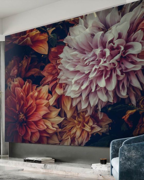 Fototapeta Świetny wieczór astra w różnych kolorach