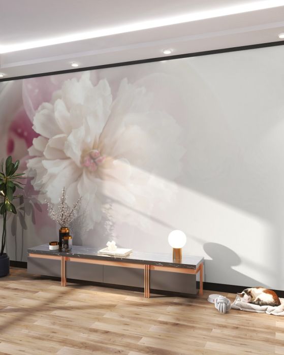 Fototapeta Biały pion w rosa