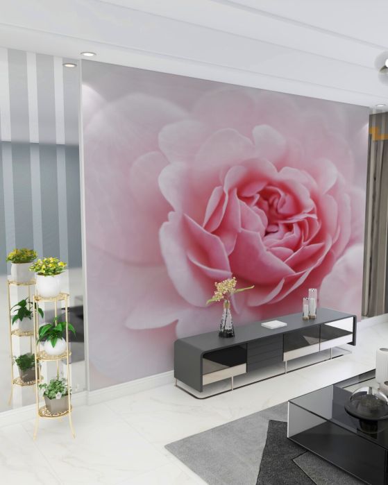Fototapeta Pionovid Rose jest różowa