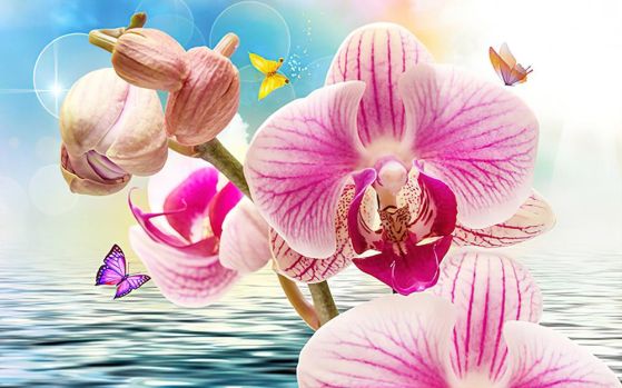 Fototapeta orchidee różowe oceaniczne