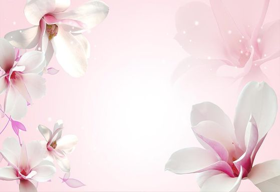 Fototapeta magnolia biała różowa