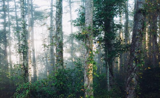 Fototapeta las pinek