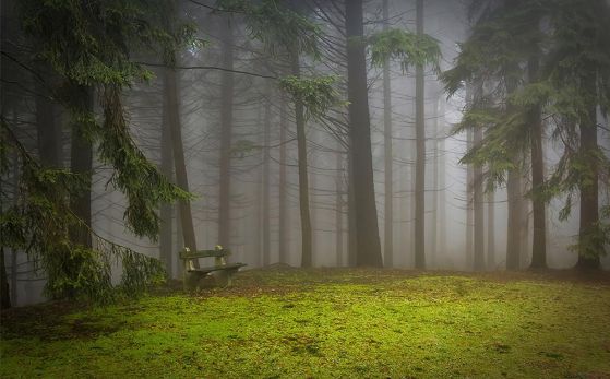 Fototapeta las brązowy