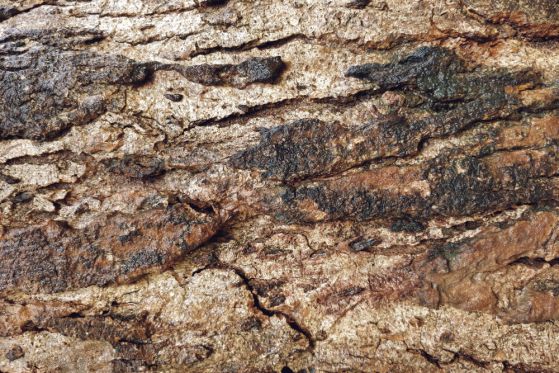 Fototapeta piękna naturalna kora