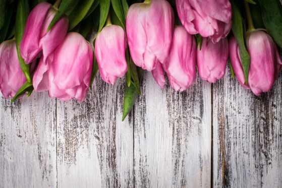 Fototapeta różowe tulipany na podłoże drewniane